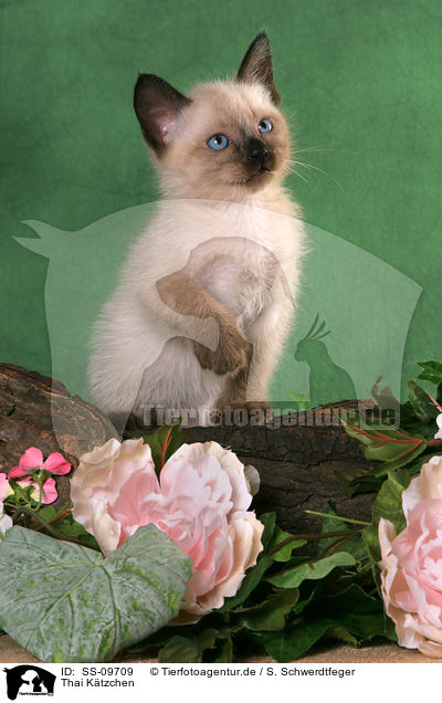 Thai Ktzchen / Thai Kitten / SS-09709