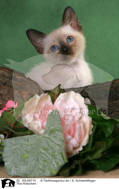 Thai Ktzchen / SS-09710