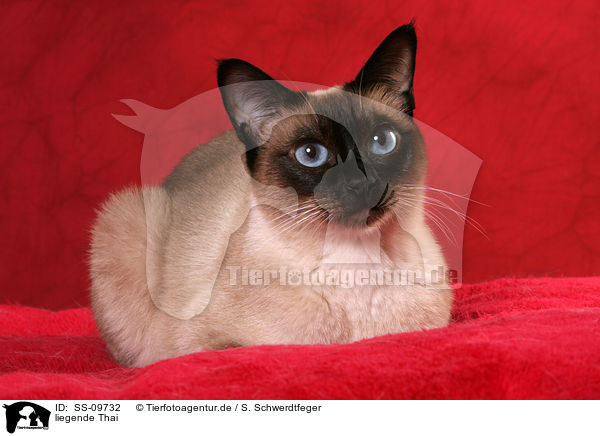 liegende Thai / lying Thai / SS-09732