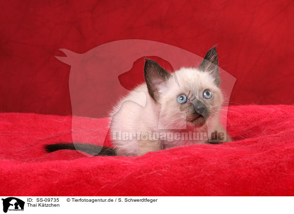 Thai Ktzchen / Thai Kitten / SS-09735