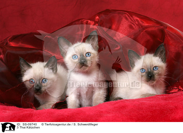 3 Thai Ktzchen / SS-09740