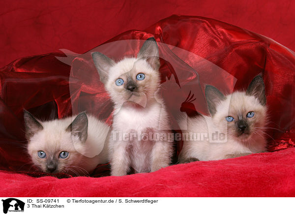 3 Thai Ktzchen / 3 Thai Kitten / SS-09741