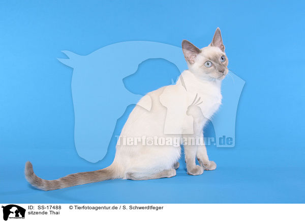 sitzende Thai / sitting Thai / SS-17488
