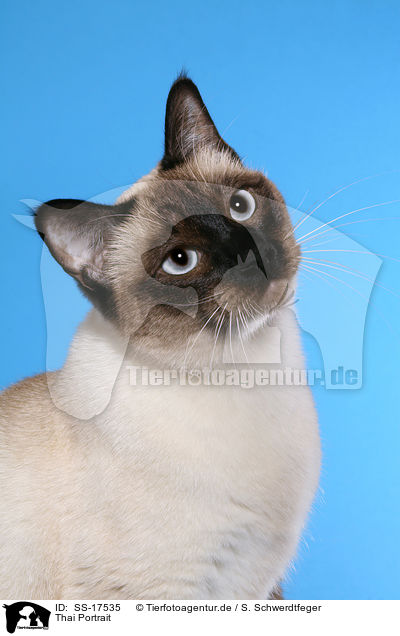 Thai Portrait / Thai Portrait / SS-17535