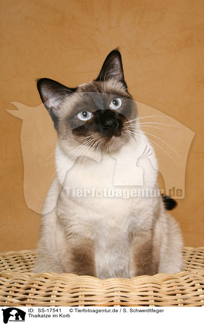 Thaikatze im Korb / SS-17541
