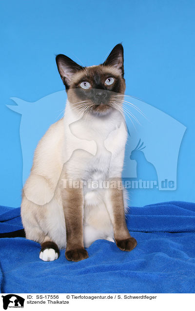 sitzende Thaikatze / SS-17556