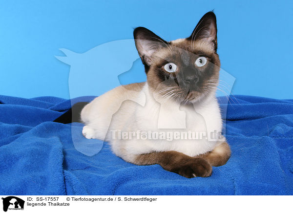 liegende Thaikatze / SS-17557