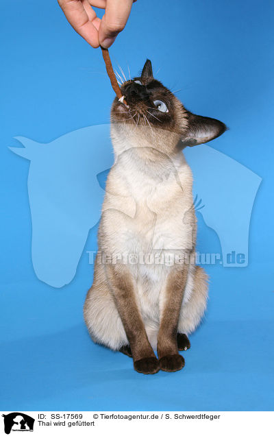 Thai wird gef�ttert / feeding a Thai / SS-17569