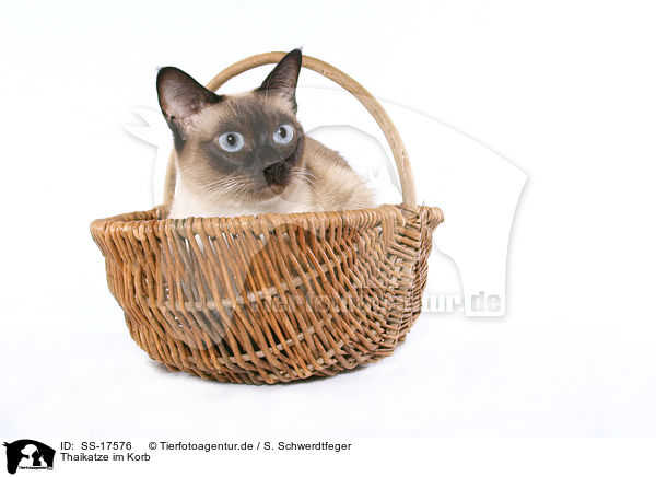 Thaikatze im Korb / SS-17576