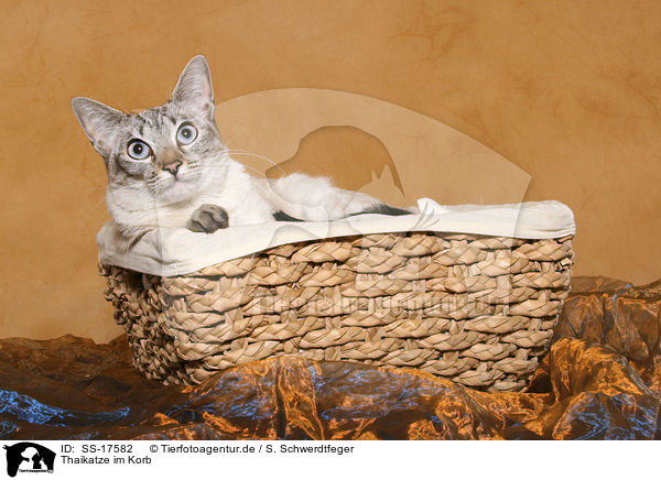 Thaikatze im Korb / SS-17582