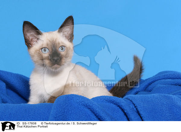 Thai Ktzchen Portrait / SS-17608
