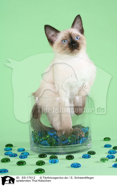 spielendes Thai Ktzchen / SS-17612