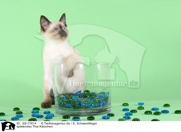 spielendes Thai Ktzchen / SS-17614