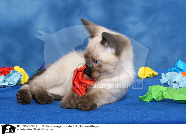 spielendes Thai Ktzchen / playing Thai Kitten / SS-17637