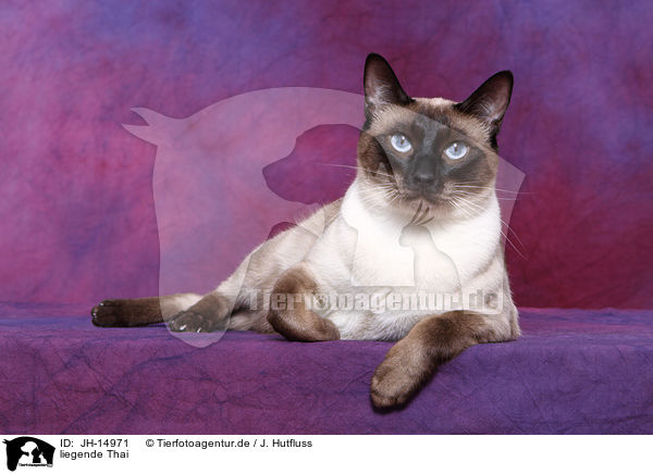 liegende Thai / lying Thai / JH-14971