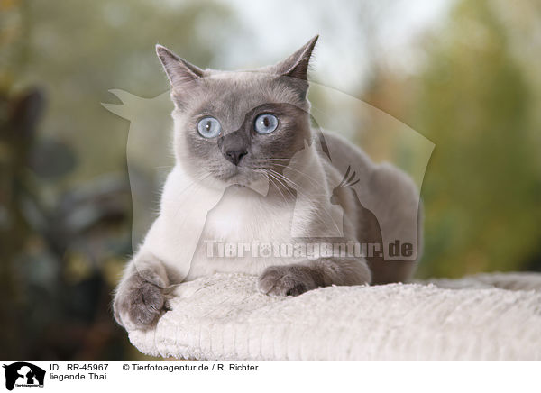 liegende Thai / lying Thai / RR-45967