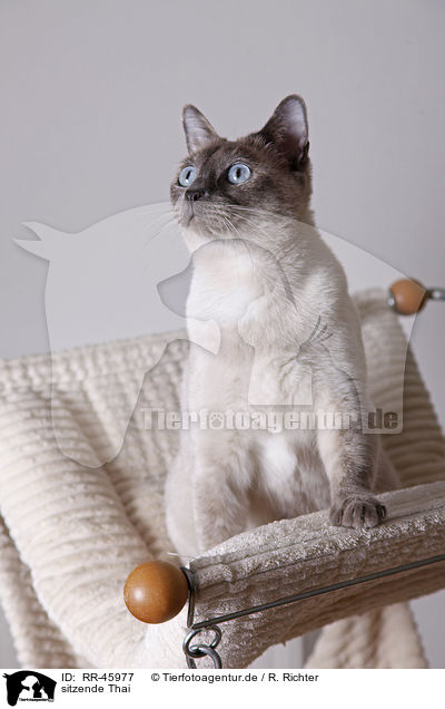 sitzende Thai / sitting Thai / RR-45977