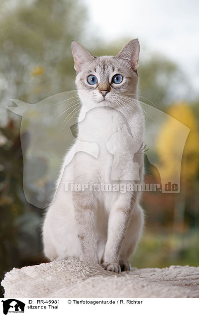 sitzende Thai / RR-45981