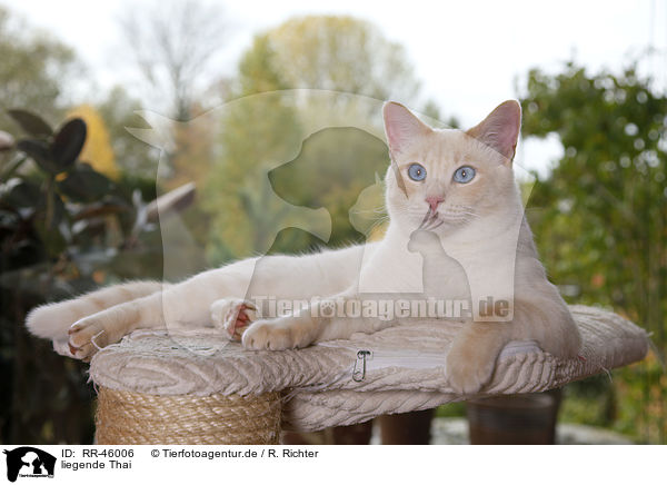 liegende Thai / lying Thai / RR-46006