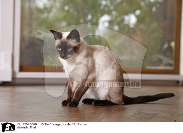 sitzende Thai / sitting Thai / RR-46009