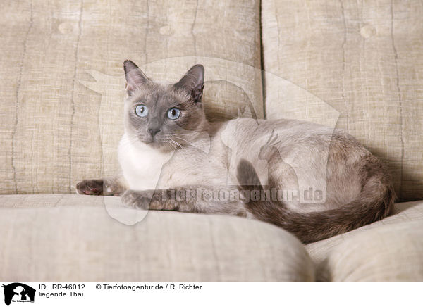 liegende Thai / lying Thai / RR-46012