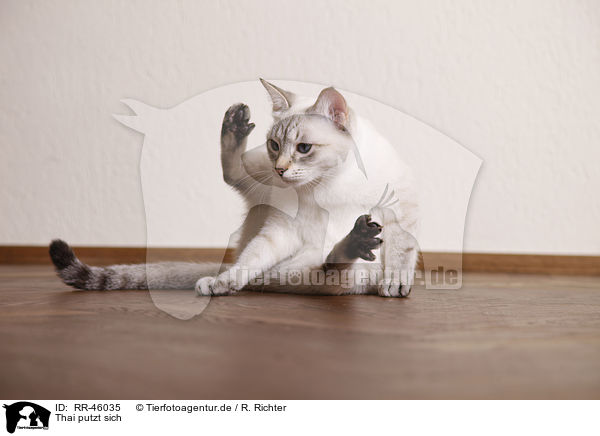 Thai putzt sich / Thai cat / RR-46035