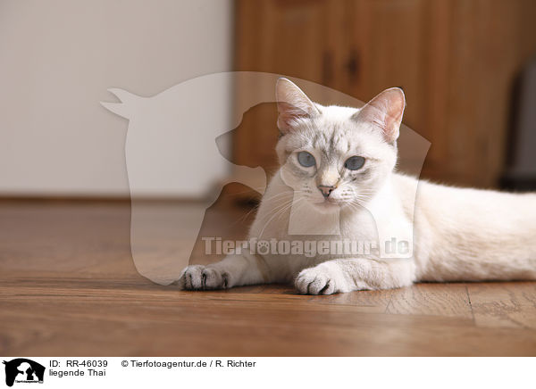liegende Thai / lying Thai / RR-46039