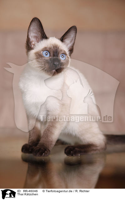 Thai Ktzchen / Thai kitten / RR-46046