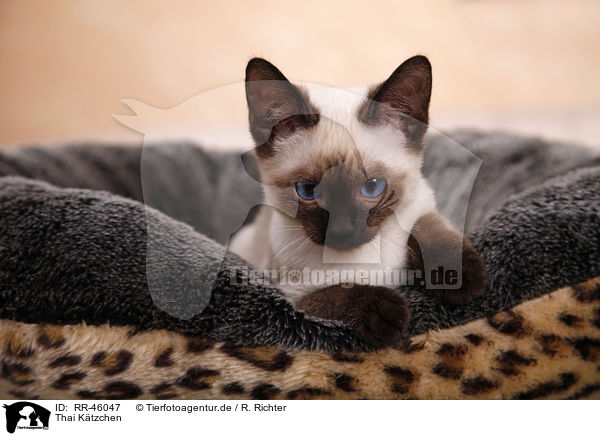 Thai Ktzchen / Thai kitten / RR-46047