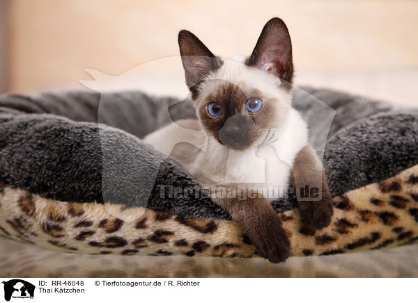 Thai Ktzchen / Thai kitten / RR-46048