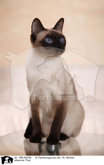 sitzende Thai / RR-46058