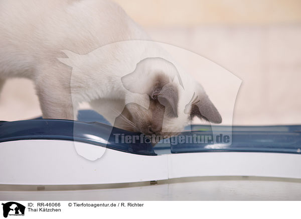 Thai Ktzchen / Thai kitten / RR-46066