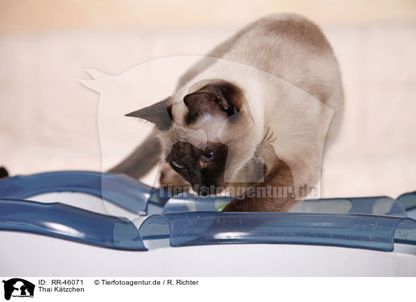 Thai Ktzchen / Thai kitten / RR-46071