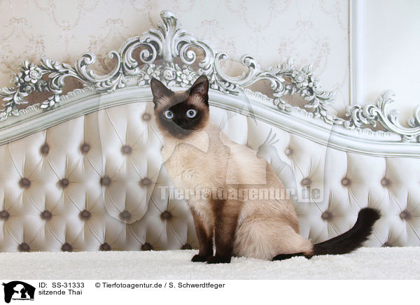 sitzende Thai / sitting Thai / SS-31333