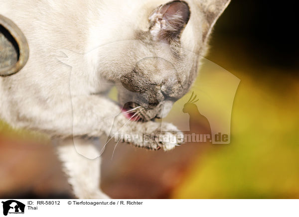 Thai / Thai / RR-58012