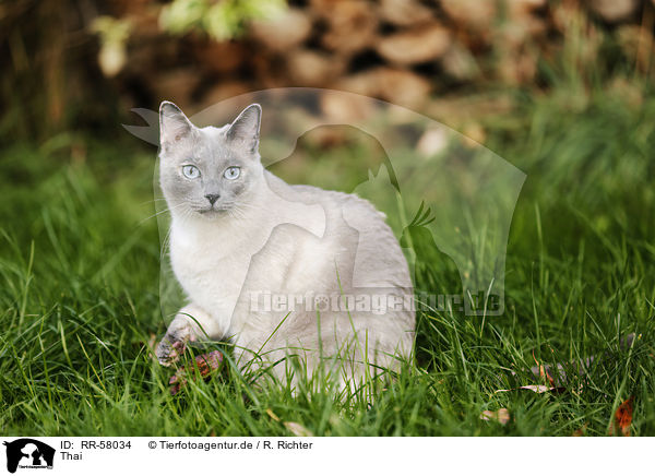 Thai / RR-58034