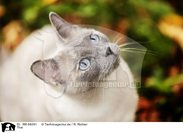 Thai / Thai / RR-58091