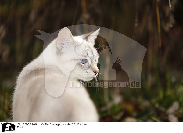 Thai / RR-58146