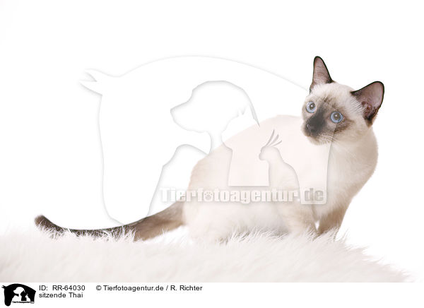 sitzende Thai / RR-64030