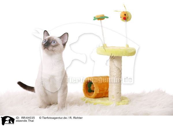 sitzende Thai / sitting Thai / RR-64035