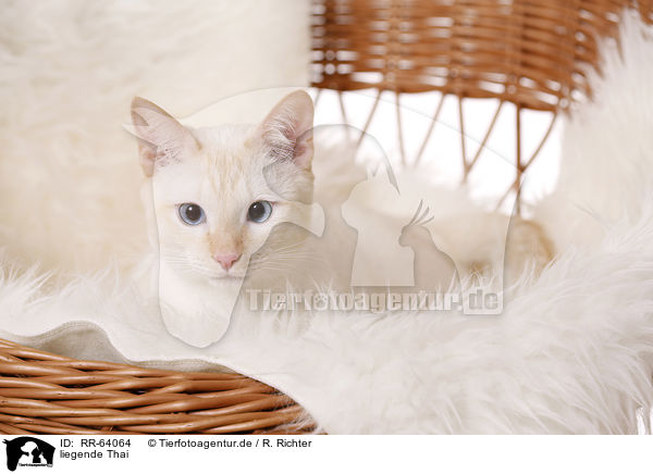 liegende Thai / lying Thai / RR-64064
