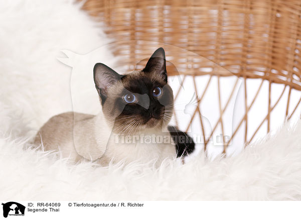 liegende Thai / RR-64069