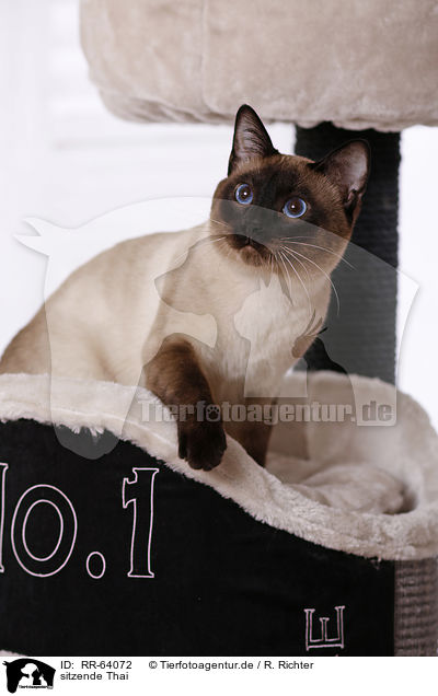 sitzende Thai / sitting Thai / RR-64072