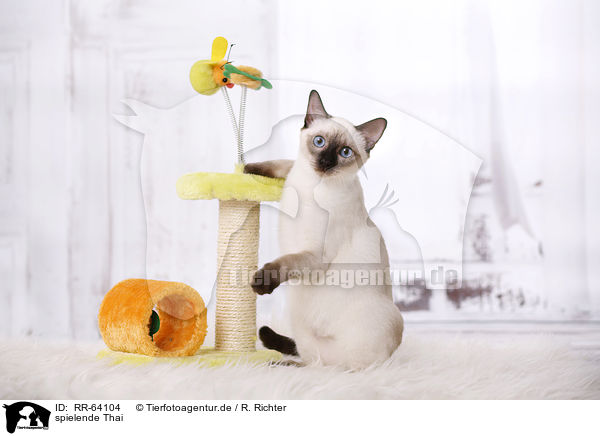 spielende Thai / RR-64104