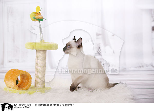 sitzende Thai / RR-64106