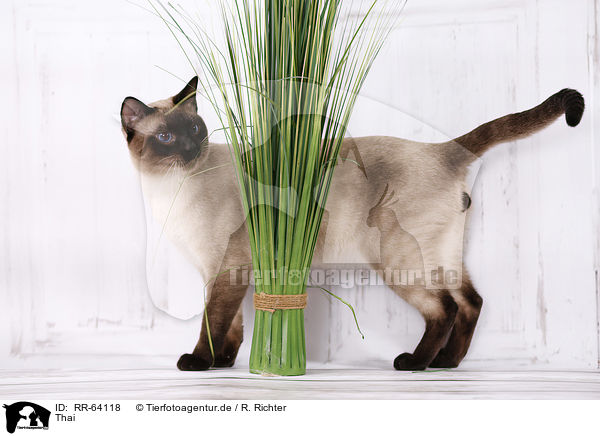 Thai / Thai / RR-64118