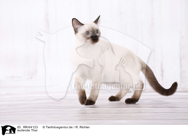 laufende Thai / RR-64123