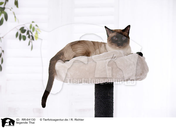liegende Thai / lying Thai / RR-64130