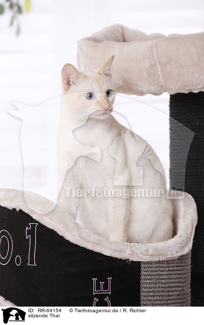 sitzende Thai / RR-64154