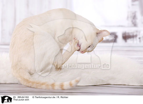 Thai putzt sich / Thai is cleaning itself / RR-64160
